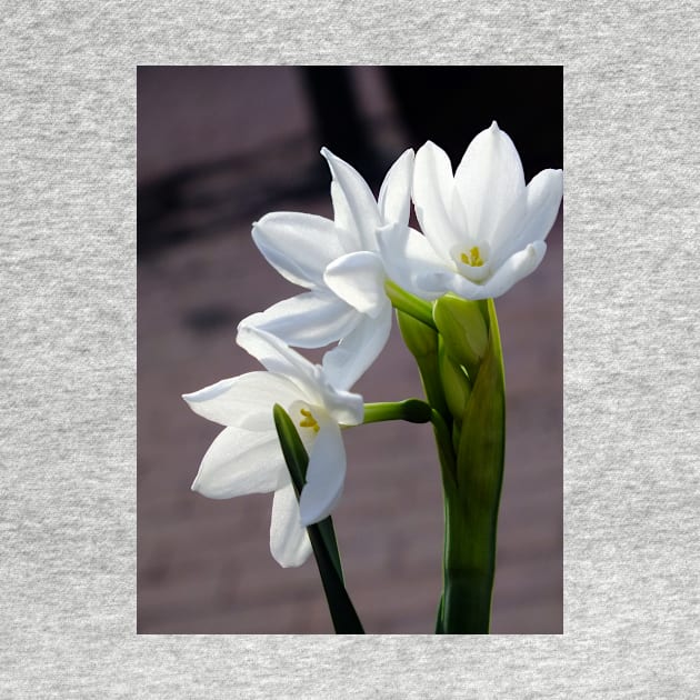 White Narcissus by pinkal